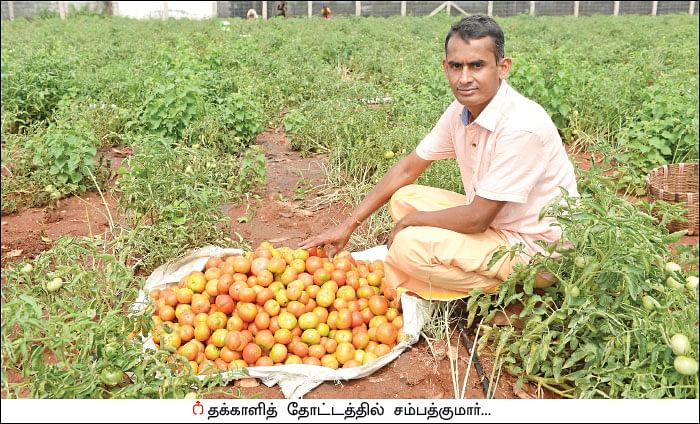 அரை ஏக்கர்... 130 நாள்கள்... ரூ 2 லட்சத்து 60 ஆயிரம் லாபம்!