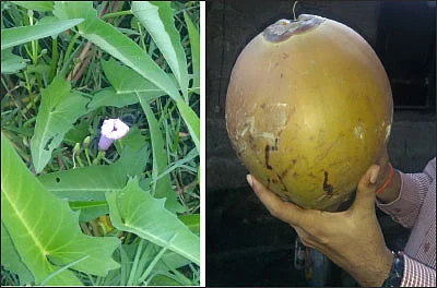 பள்ளத்தில் மீன் வளர்ப்பு... மேட்டில் காய்கறிச் சாகுபடி!