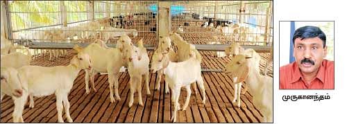 நீங்கள் கேட்டவை : 'இயற்கை முறையில் பருத்தி சாகுபடி செய்வது எப்படி?'