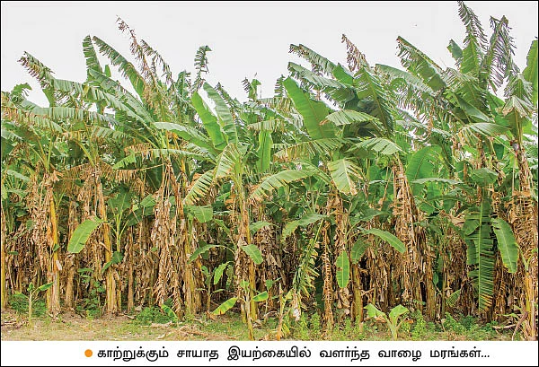 60 சென்ட் நிலம்... ரூ 1 லட்சம் லாபம்... - இனிக்கும் ‘இயற்கை’ வாழை!