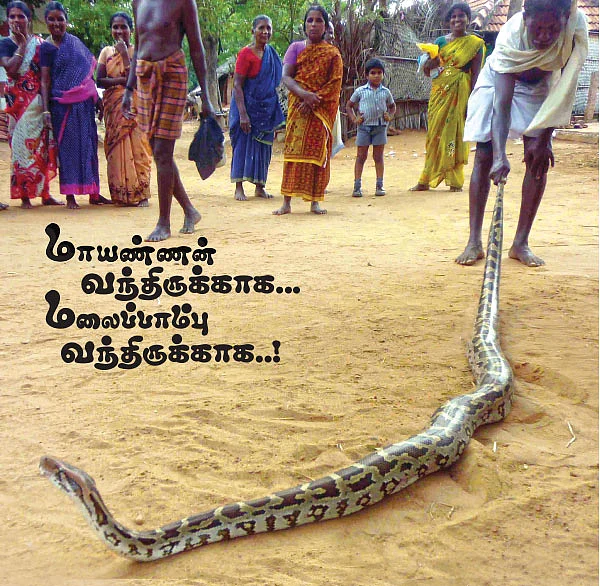 மாயண்ணன் வந்திருக்காக... மலைப்பாம்பு வந்திருக்காக..!
