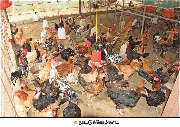 கருங்கோழிகள்... - குஞ்சுகளாக விற்பனை செய்தால் கூடுதல் லாபம்!