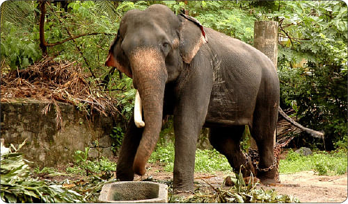 சுட்டி ஸ்டார்ஸ் நியூஸ்