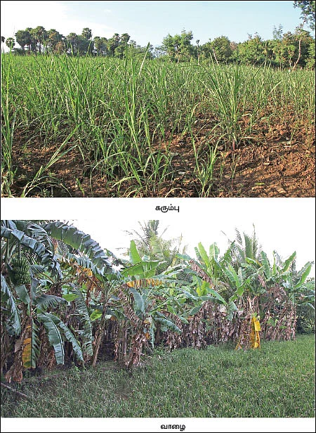 ஓய்வுபெற்ற ஆசிரியர்களின் ஒப்பற்ற விவசாயம்!