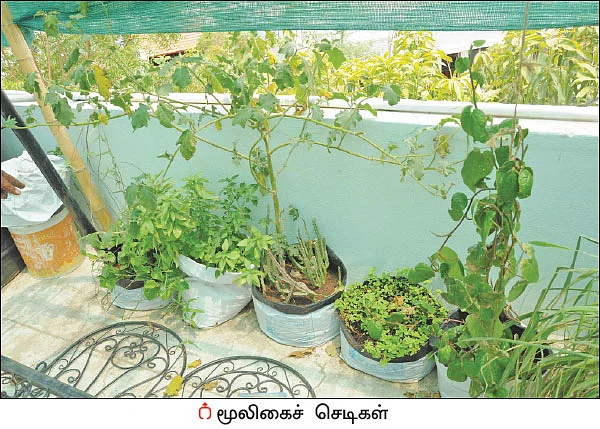 நஞ்சில்லா உணவு... நோயில்லா வாழ்க்கை... மாடித்தோட்டத்தின் மகத்துவம்!