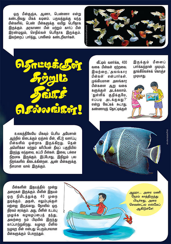 தொட்டிக்குள் சுற்றும் தங்கச் செல்லங்கள் !