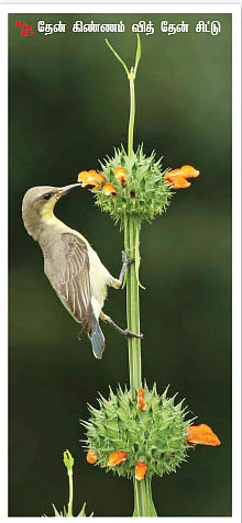 பச்சைத் தவளையுடன் ஒரு முழு இரவு!