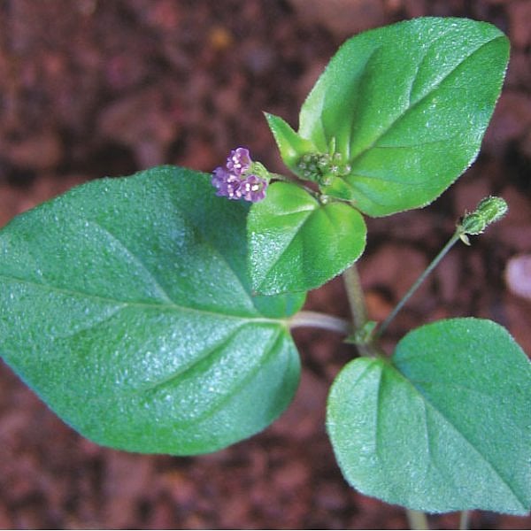 மூக்கிரட்டை!