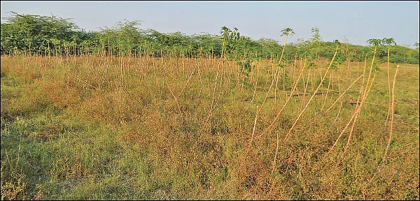 மகத்தான வருமானம் கொடுக்கும் மரவள்ளி!