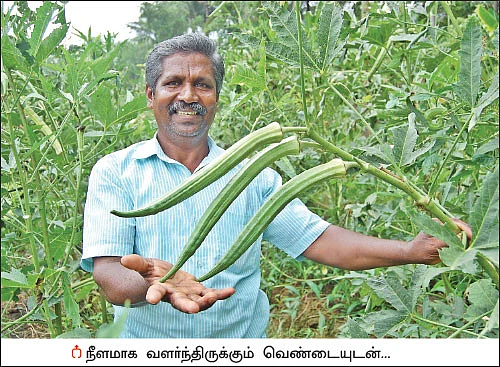 அரை ஏக்கர்... 150 நாள்கள்... ரூ. 60 ஆயிரம் லாபம்! - அள்ளிக்கொடுக்கும் ஆனைக்கொம்பன் வெண்டை!