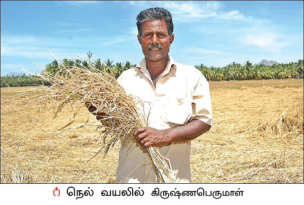 கொச்சிச் சம்பா... நாஞ்சில் நாட்டின் நாட்டு ரக நெல்!