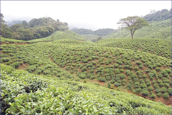 மாறப் போகுது மாஞ்சோலை எஸ்டேட்!