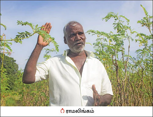 ஒரு ஏக்கர்... ஆண்டுக்கு ரூ 1.5 லட்சம் லாபம்! - அள்ளிக் கொடுக்கும் அகத்தி...