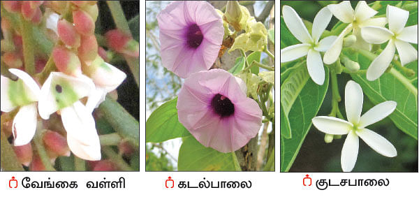 நல்மருந்து - தெரிந்த செடிகள்... தெரியாத பயன்கள்! - 20