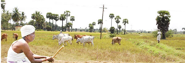 மாடு மேய்க்கப் போவோமா?