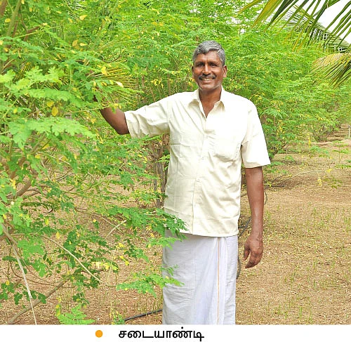 ஒரு ஏக்கர்... ஆண்டுக்கு ரூ.3 லட்சத்து 20 ஆயிரம் வருமானம்...வறட்சியிலும் வருமானம் தரும் நாட்டுமுருங்கை!