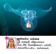 சுட்டி நியூஸ்