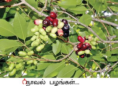 நீங்கள் கேட்டவை: நாட்டு மாட்டுக் கன்றுகள் எங்கு கிடைக்கும்?