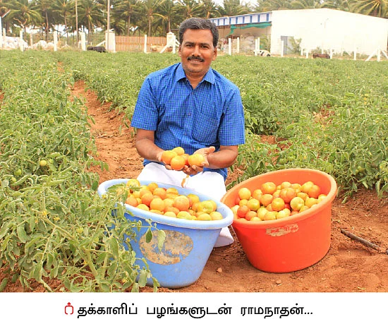 வெள்ளாமை பங்கமாச்சு... தக்காளி தங்கமாச்சு!