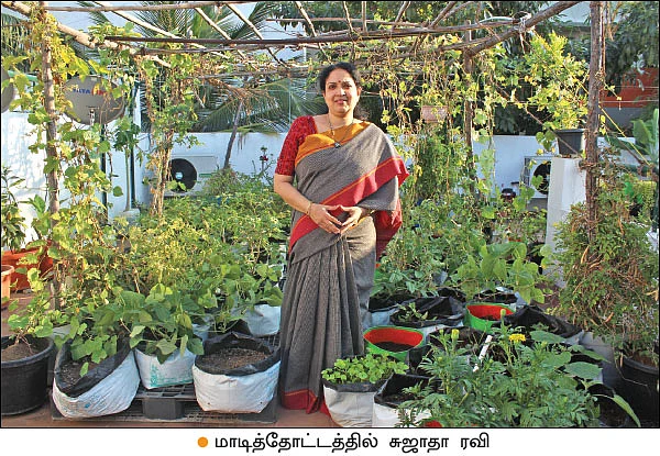 மாடியில் தோட்டம்... மருத்துவச்செலவு மிச்சம்!