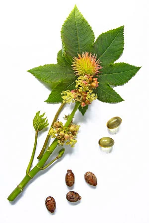நாட்டு மருந்துக் கடை - 17
