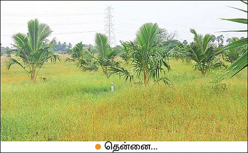 பூங்கார் கொடுத்த பரிசு! - 1 ஏக்கர்... 90 நாள்கள்... 1,813 கிலோ நெல் மகசூல்!