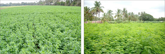 நீங்கள் கேட்டவை: மாடித்தோட்டத்துக்கு மானியம் உண்டா?