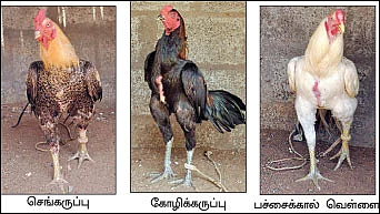 ஒரு சேவல், 10 ஆயிரம் ரூபாய்...