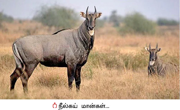 ‘அரசே இழப்பீடு வழங்க வேண்டும்!’