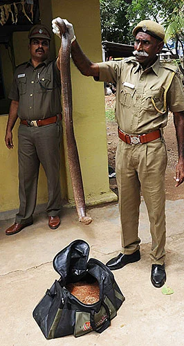 பாம்பும் போச்சு... பணமும் போச்சு!