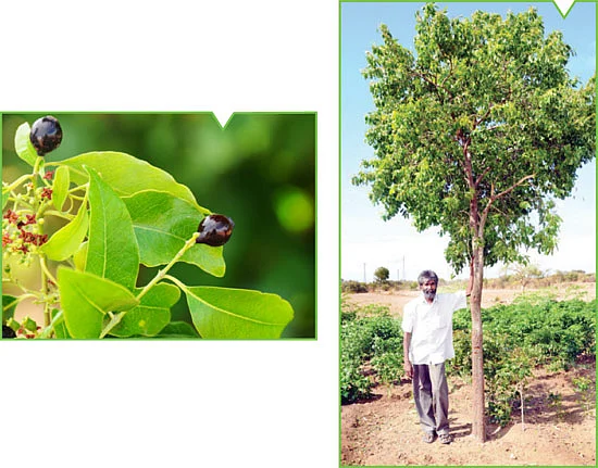 சந்தனத்துக்கு வந்தனம்!