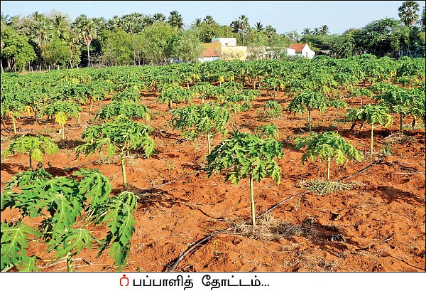 1 ஏக்கர்... ரூ 3 லட்சம் லாபம் - வறட்சியிலும் வருமானம் தரும் பப்பாளி!