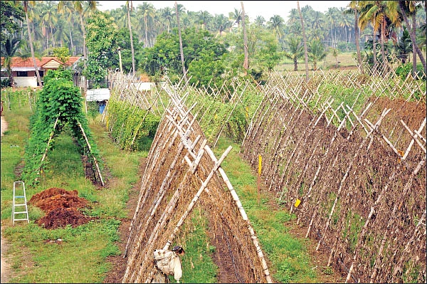30 சென்ட்... 140 நாள்கள்... ரூ.73 ஆயிரம் வருமானம்! - பங்கமில்லாமல் வருமானம் கொடுக்கும் பந்தல் காய்கறி!
