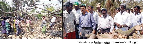 முதல்வரின் மரம் வெட்டும் திட்டம்...