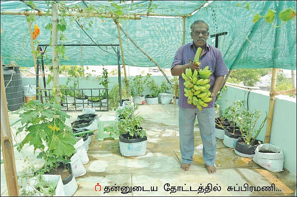 நஞ்சில்லா உணவு... நோயில்லா வாழ்க்கை... மாடித்தோட்டத்தின் மகத்துவம்!