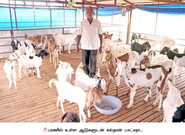 ஜமுனாபாரி, தலைச்சேரி, நாட்டு ஆடுகள்!
