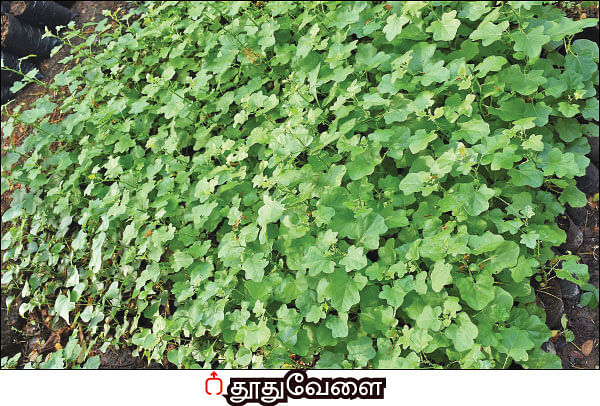 நல்மருந்து - தெரிந்த செடிகள்... தெரியாத பயன்கள்! - 18