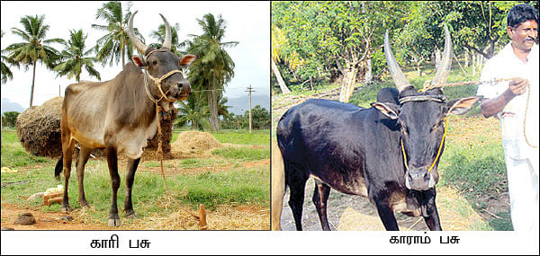நீங்கள் கேட்டவை : ஆப்பிரிக்காவில் நிலம் வாங்கி,விவசாயம் செய்யமுடியுமா ?