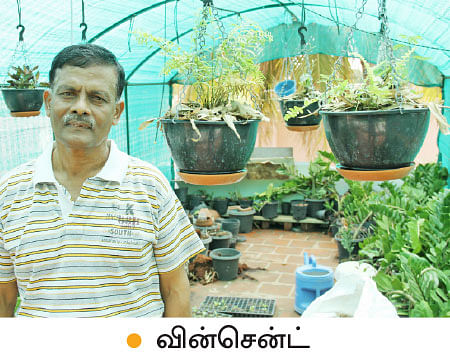 வீட்டுக்குள் விவசாயம் - 8