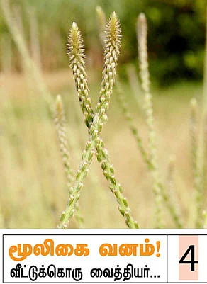 மூலிகை வளம் - நாயுருவி...