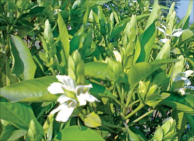 ஆறாம் திணை - 31