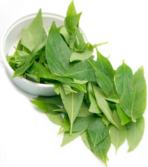 விஷம் முறிக்கும் சிறியாநங்கை