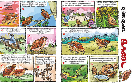 Q for QuaiL - காடை !