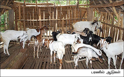 நெல், தென்னை, ஆடு, கோழி, புறா, முயல், வாத்து... 8 ஏக்கர்... 13 லட்சம்...