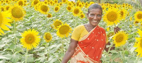 90 நாள்.... ரூ.50 ஆயிரம் வருமானம்... சொக்கவைக்கும் சூரியகாந்தி!