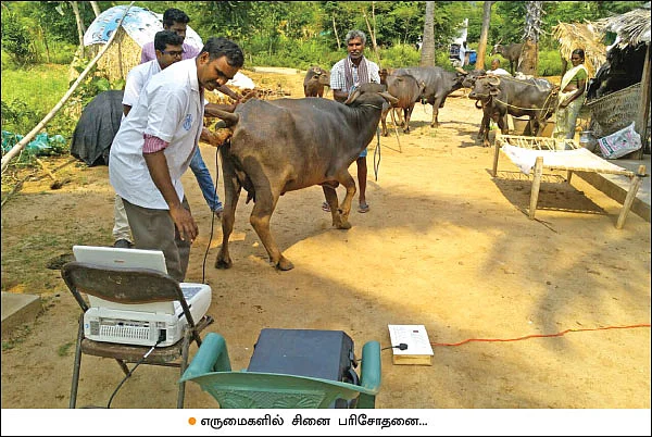 புரஜோஸ்டிரான் பஞ்சு... ஆடு, மாடுகளைச் சினைக்கு வர வைக்கும் தொழில்நுட்பம்!