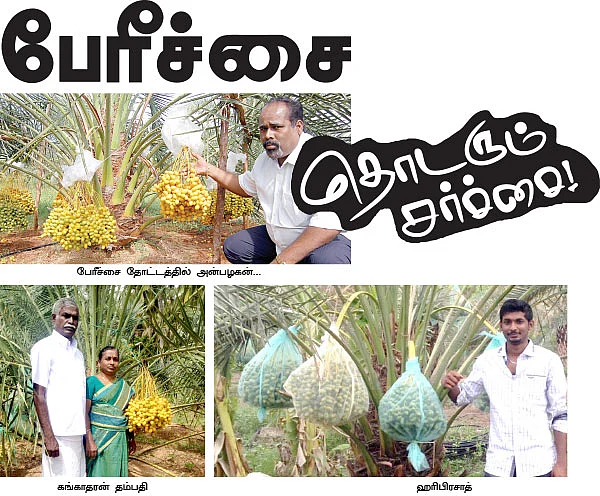 பேரீச்சை தொடரும் சர்ச்சை !