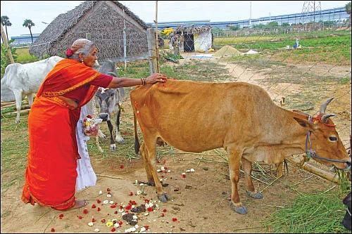 ‘கோ’ மாதா... ராம் ராம் பாட்டி!