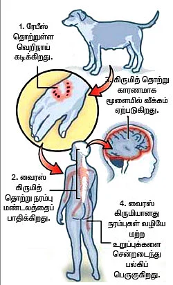 உயிரைப் பறிக்கும் “ரேபீஸ்” பயங்கரம்!