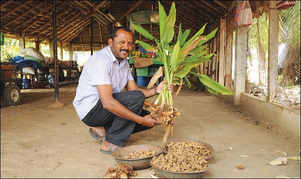 கொஞ்சம் ப்ளஸ்... நிறைய லாபம்! - மகத்தான லாபம் தரும் மஞ்சள்! - 10